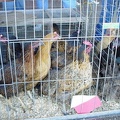 Chick Chain 2004 038